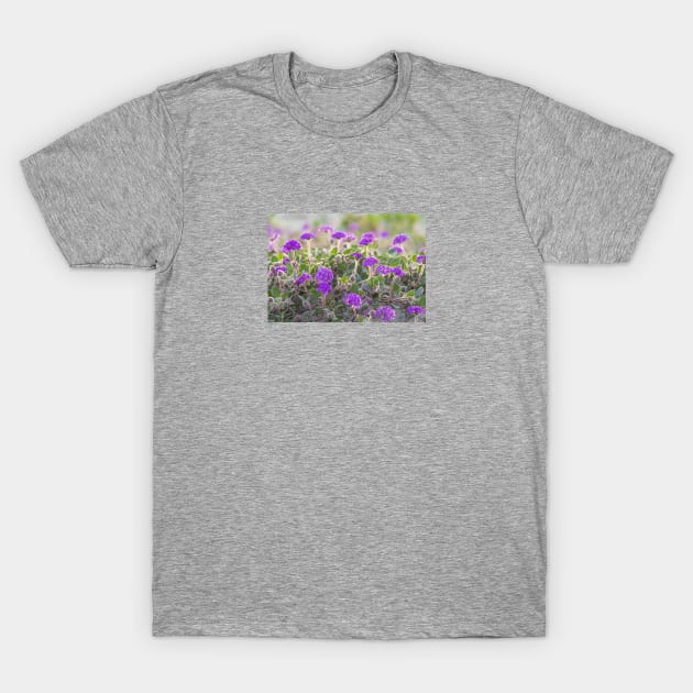 Purple Field of Flowers, Desert Verbena T-Shirt by ScienceSource